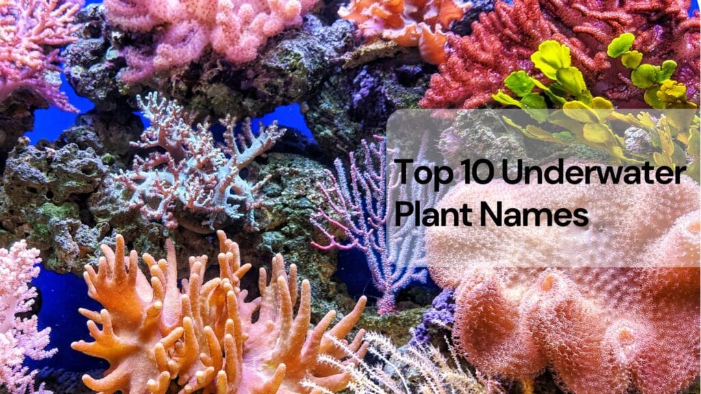 Top 10 underwater plant names
