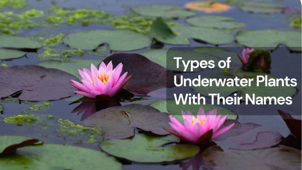Types of underwater plants with their names