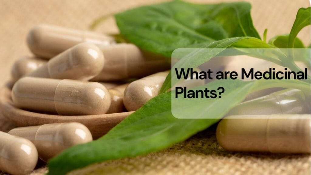 What are medicinal plants