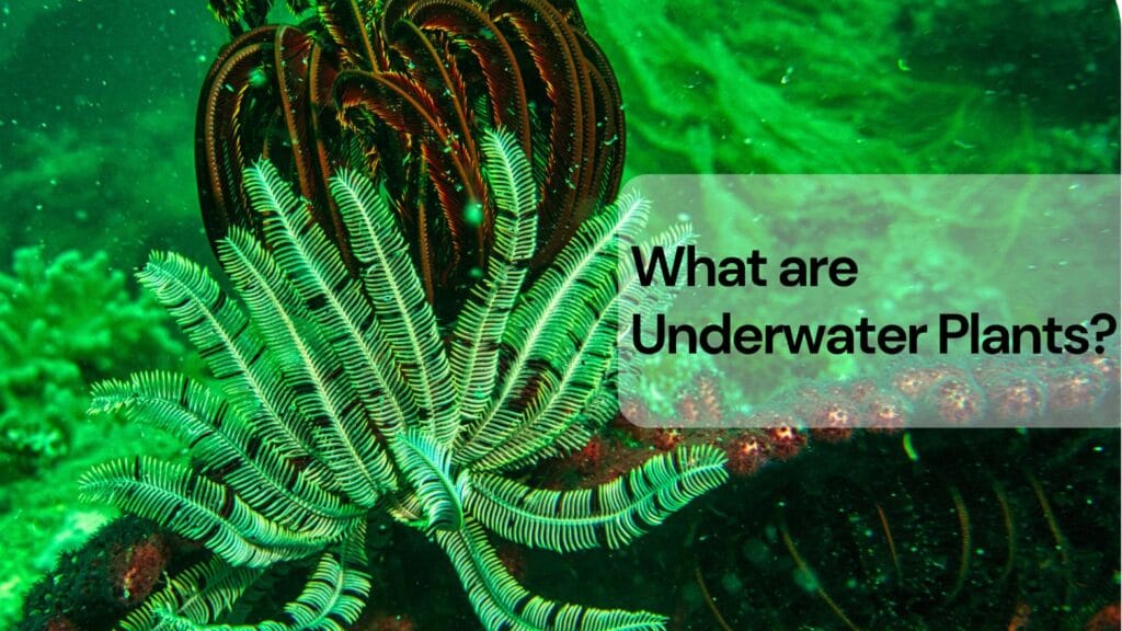 What are underwater plants