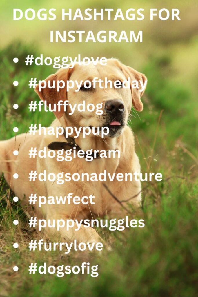 Dog hashtags