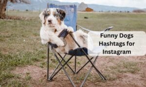 90+ Cute Dog Hashtags for Instagram to Post — Trending Us