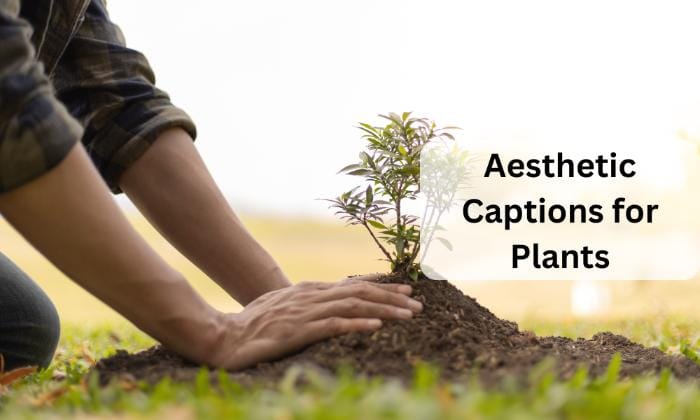 Aesthetic captions for plants
