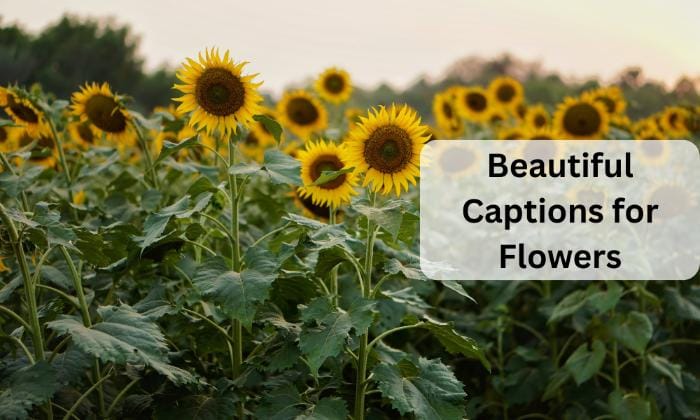 Beautiful captions for flowers