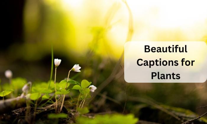 Beautiful captions for plants