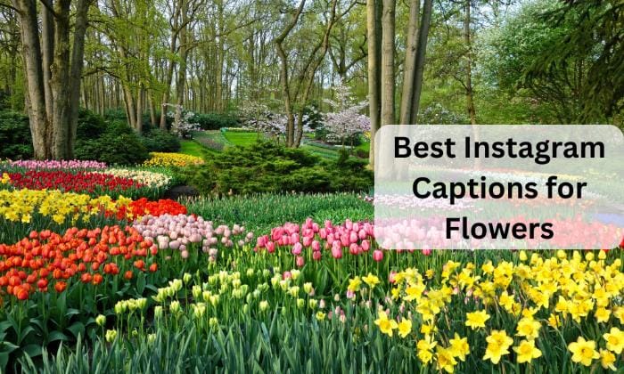 Best instagram captions for flowers