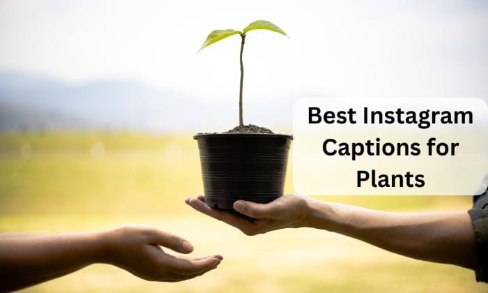 Best instagram captions for plants