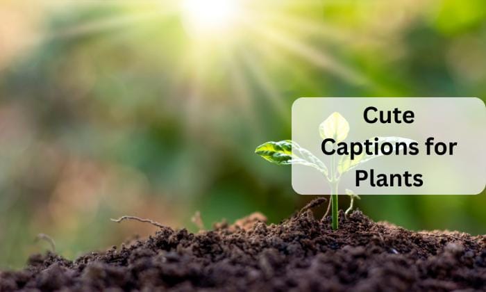Cute captions for plants