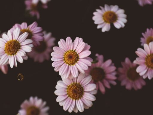 Instagram captions for flowers