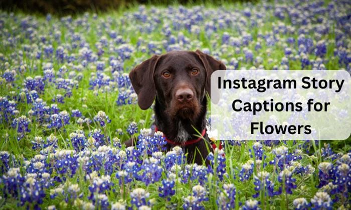 Instagram story captions for flowers