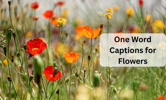 One word captions for flowers