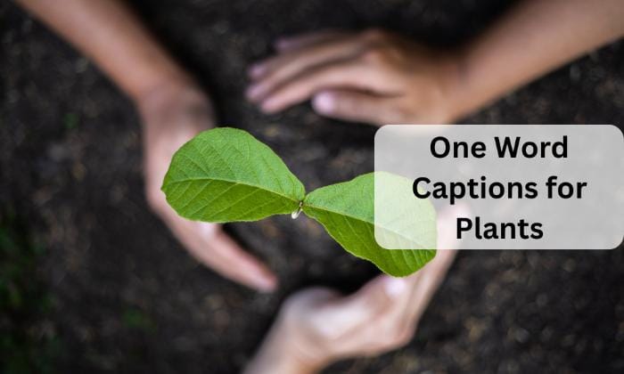 One word captions for plants