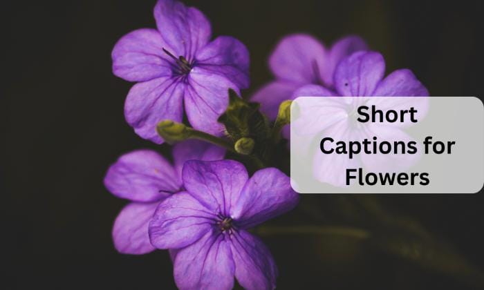 Short captions for flowers