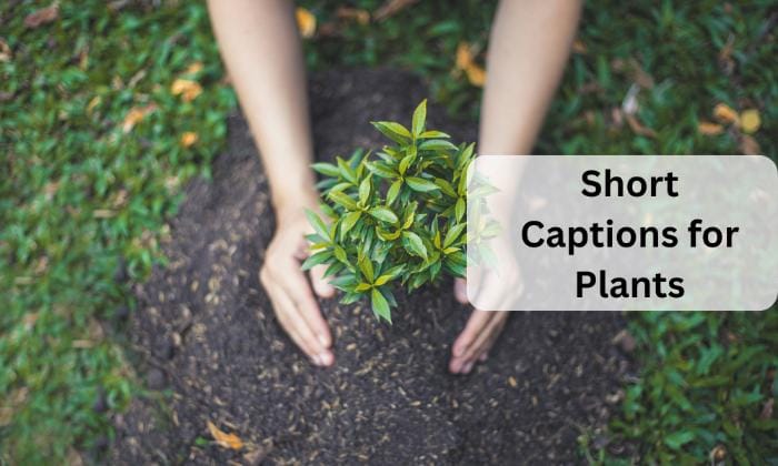 Short captions for plants