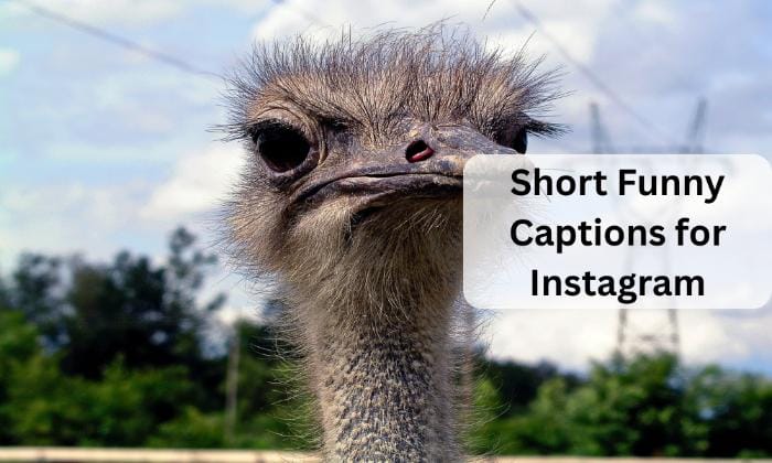 Short funny captions for instagram