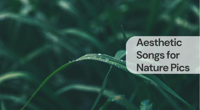 Aesthetic songs for nature pics