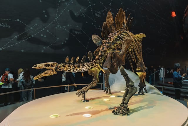 American museum of natural history American museum of natural history