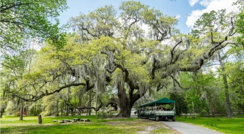 Magnolia plantation and gardens Magnolia plantation and gardens