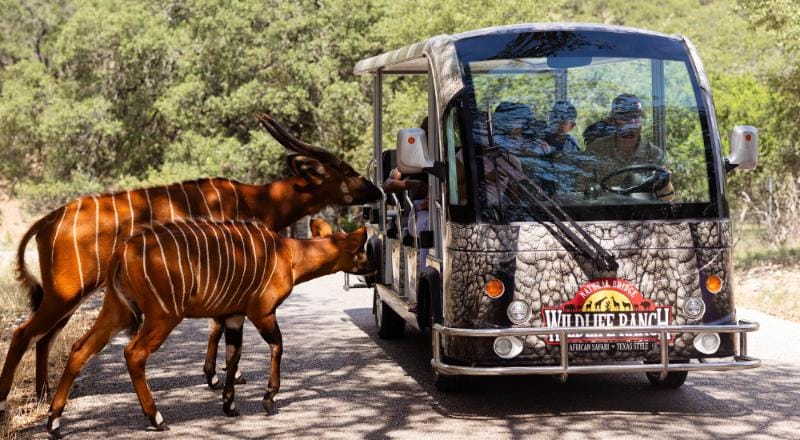 Natural bridge wildlife ranch
