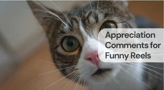 Appreciation comments for funny reels