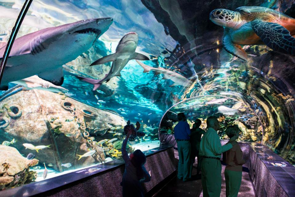 Ripley’s aquarium of the smokies
