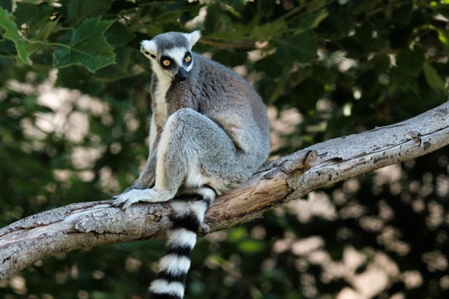 Take them to the national zoo