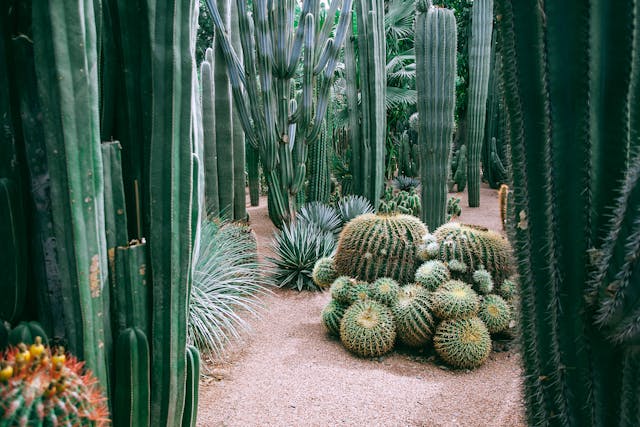 Visit the desert botanical garden
