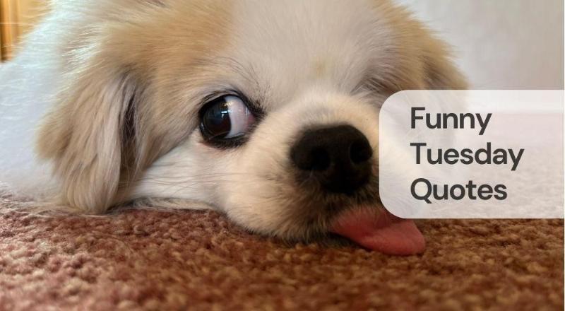 Funny tuesday quotes