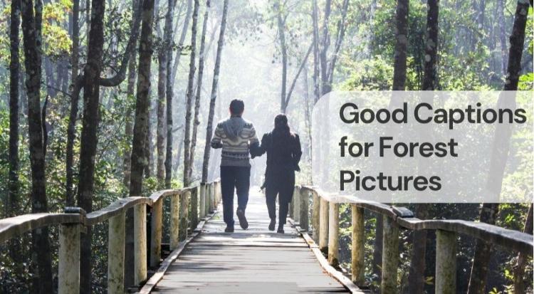 Good captions for forest pictures