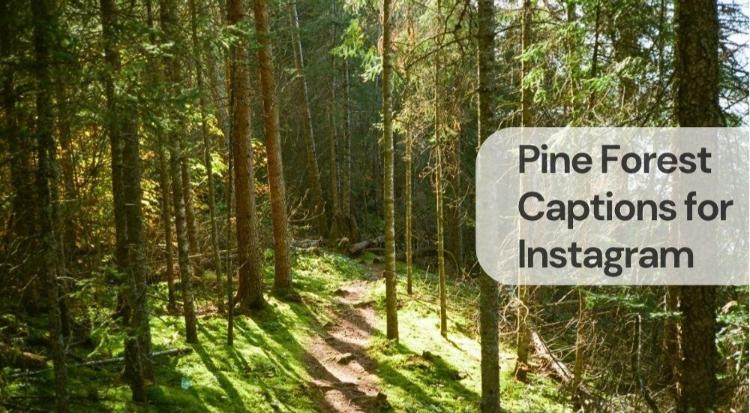 Pine forest captions for instagram
