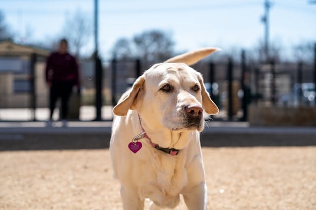 Best hashtags for pet reels Best hashtags for pet reels