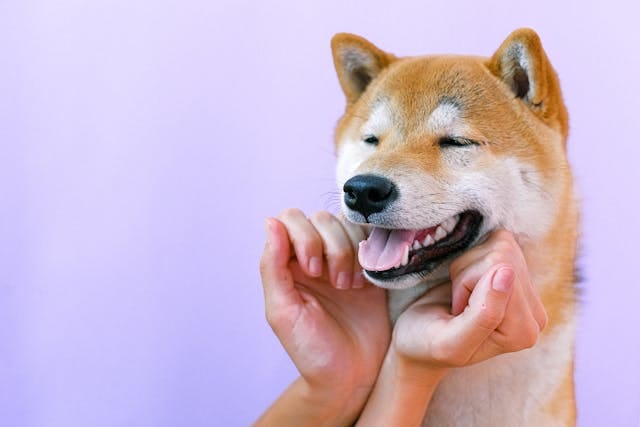 Cute pet hashtags for instagram Cute pet hashtags for instagram