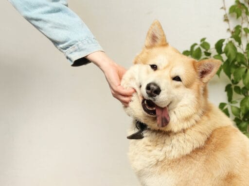 Trending hashtags for pet reels
