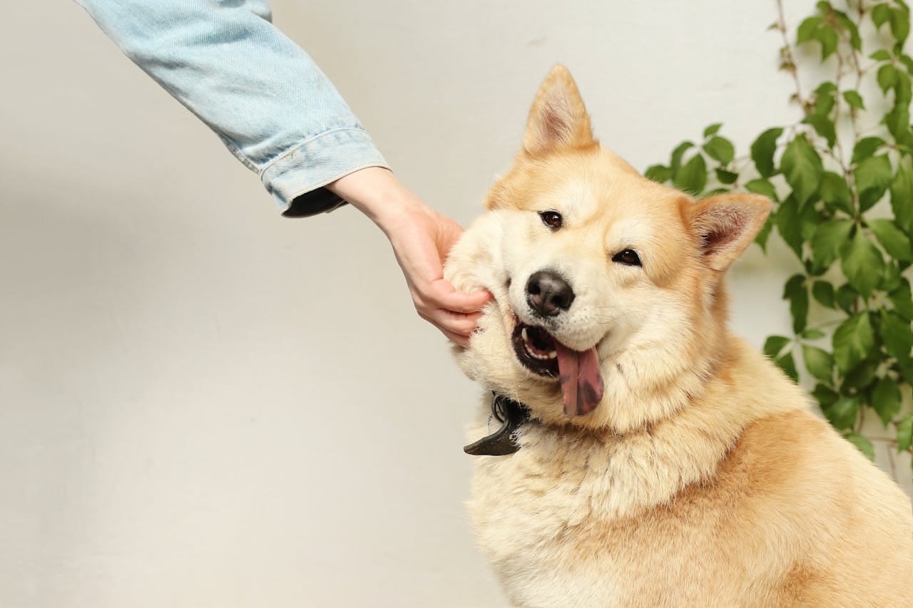 Trending hashtags for pet reels