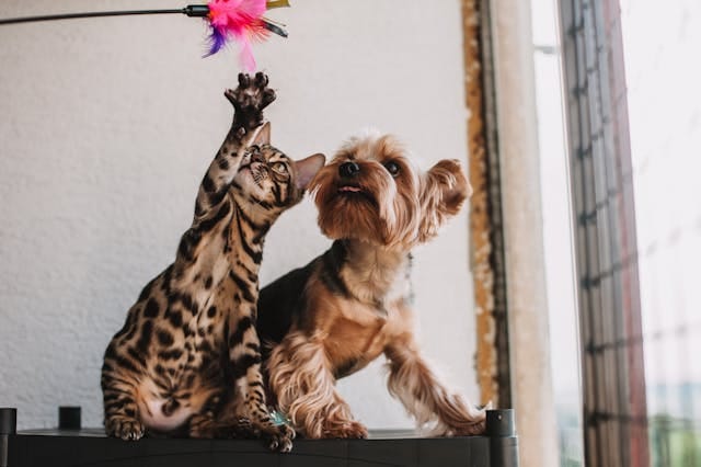 Viral hashtags for pet reels Viral hashtags for pet reels