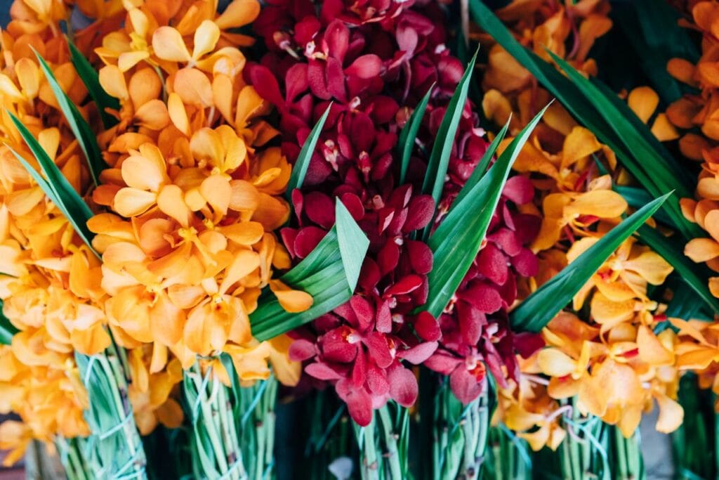 Your favorite orchid color Your favorite orchid color