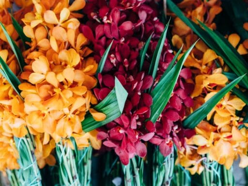 Your favorite orchid color Your favorite orchid color