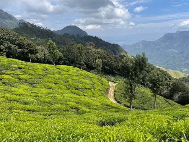 Aesthetic tea garden captions