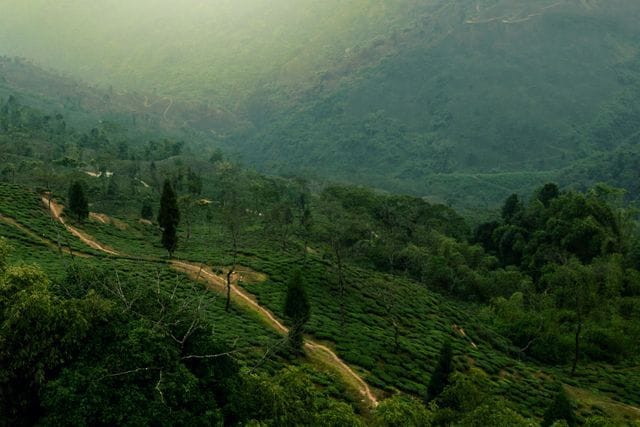 Darjeeling tea estate captions Darjeeling tea estate captions