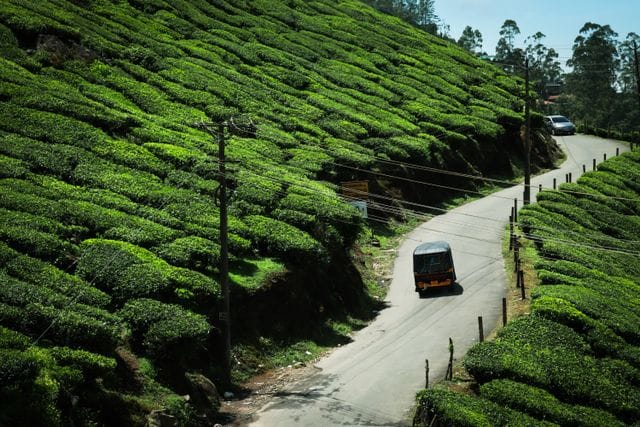 Funny tea garden captions