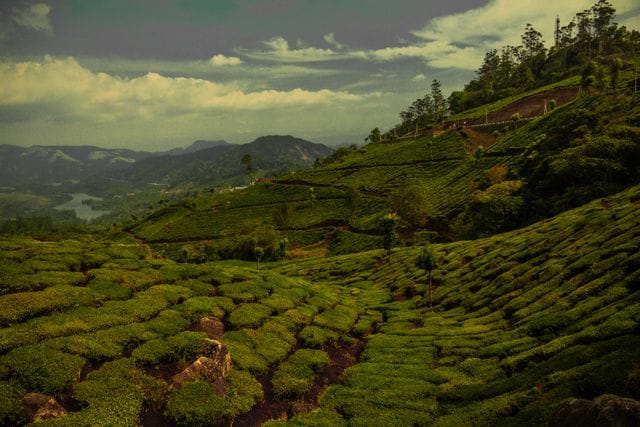 Green tea garden captions