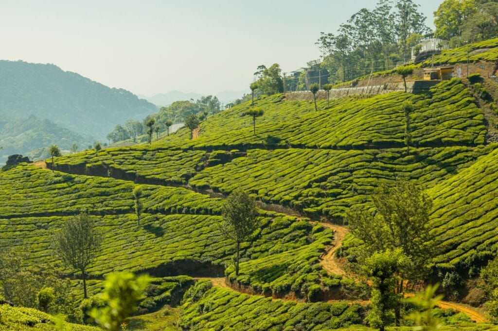 Munnar tea garden captions