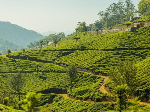 Munnar tea garden captions Munnar tea garden captions