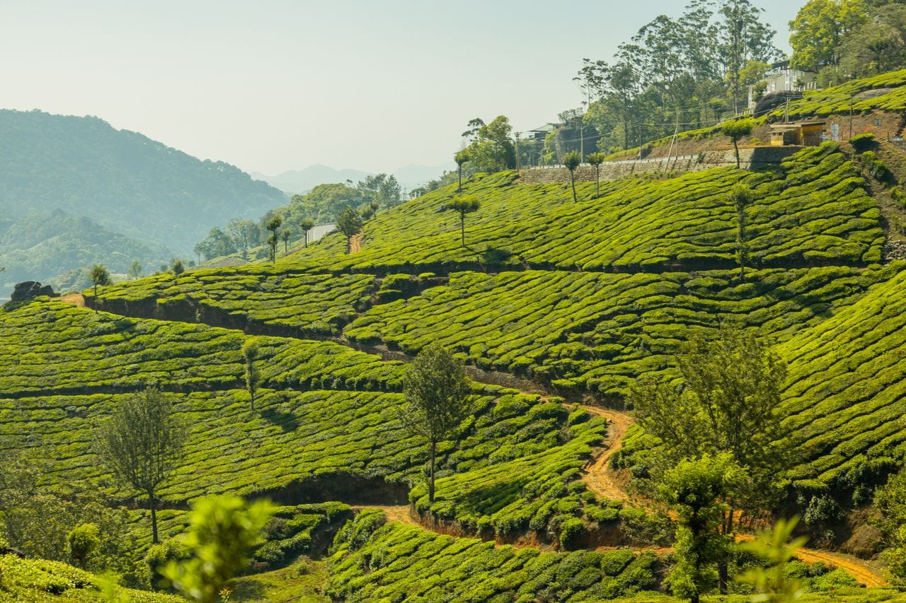 Munnar tea garden captions