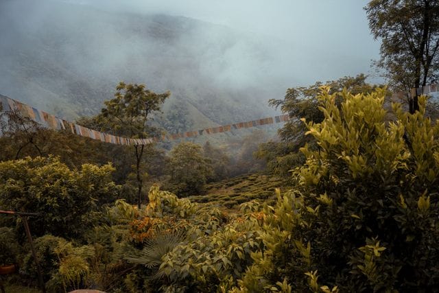 Nature captions for darjeeling Nature captions for darjeeling