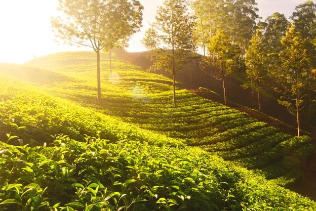 Nature captions for munnar