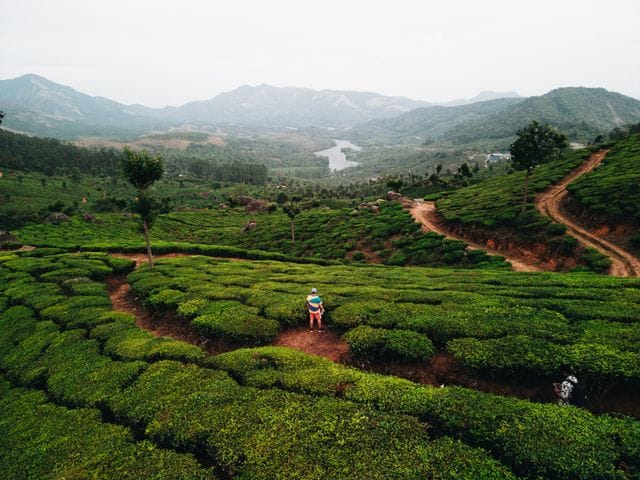Romantic tea garden captions