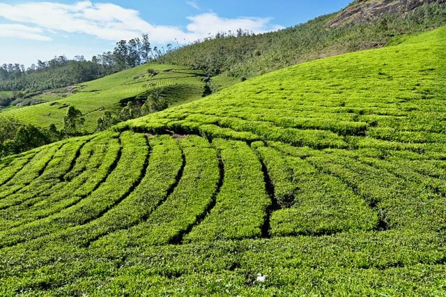 Short munnar tea garden captions