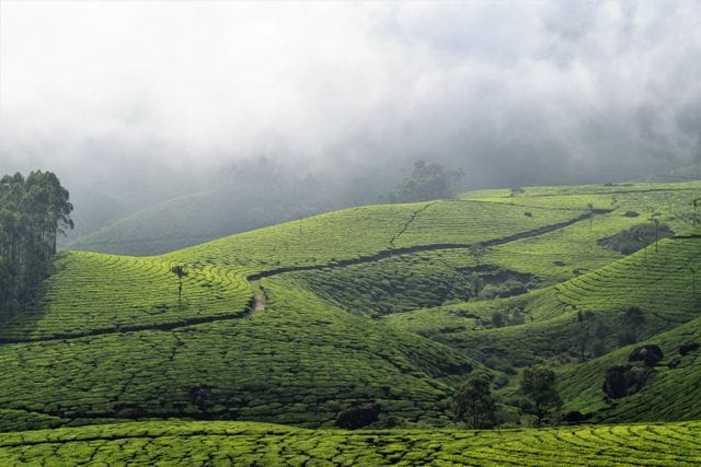Tea estate instagram captions