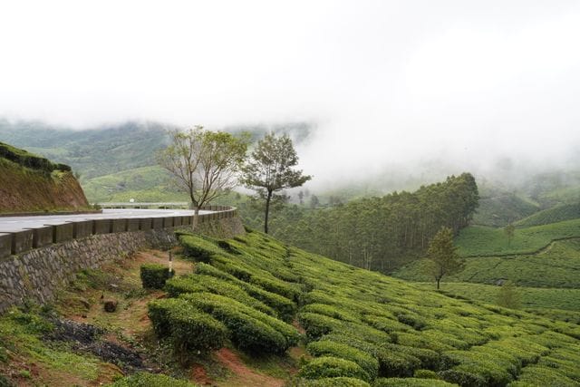 Tea garden quotes for instagram